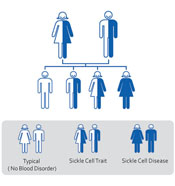 Sickle Cell Inheritance Pattern