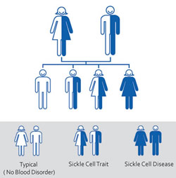 Sickle Cell inheritance pattern